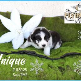 Unique - Blue merle female Miniature Australian Shepherd puppy in Madisonville, Texas from Flying LL Aussies