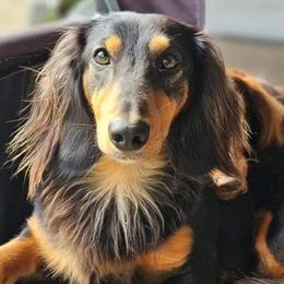 Whiskey - Dachshund