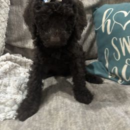 Lavender - Chocolate female Goldendoodle puppy in Arlington, Texas from Chambers Doodle Patch
