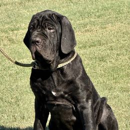 Tara - Black female Neapolitan Mastiff puppy in Canyon, Texas from Mastini Della Forte