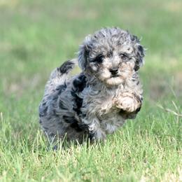Bo peep - Merle female Cavapoo puppy in Checotah, Oklahoma from Blue Hue Aussies