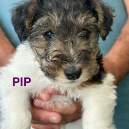 Pip - White black and tan male Wire Fox Terrier puppy in Traverse City, Michigan from White Barn Wires