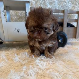 Greene - Chocolate and tan male Shih Tzu puppy in Success, Missouri from Sweet Success