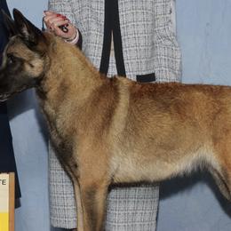 Belgian Malinois from Helsel's Belgian Malinois
