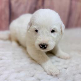 Judy - White female Great Pyrenees puppy in San Marcos, California from Faith Family Freedom Farm