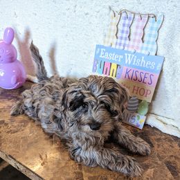 Aussiedoodle, Australian Shepherd, Bernedoodle, Cockapoo, and Poodle Puppies from Sis' Doodles & Poodles