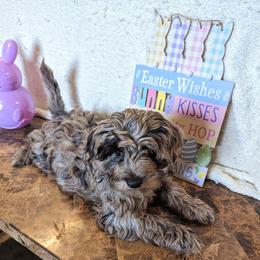 Aussiedoodle, Australian Shepherd, Bernedoodle, Cockapoo, and Poodle Puppies from Sis' Doodles & Poodles