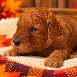Boy 1 - Red  male Poodle puppy in Mc Henry, Illinois from Sunset Maple Poodles