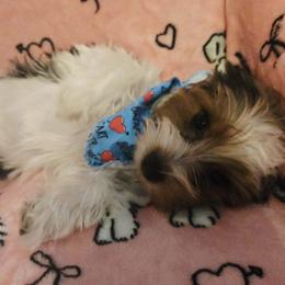 Boy 2 - Parti male Yorkshire Terrier puppy in Marble Hill, Missouri from LeGrands Parti Pups