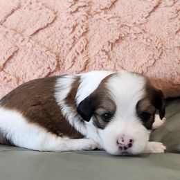 Boy 4 - White male Havanese puppy in Springville, California from Juniper Grove Havanese