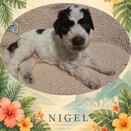 Boy 4 - Brown roan male Lagotto Romagnolo puppy in Salida, California from Harper's Lagotti