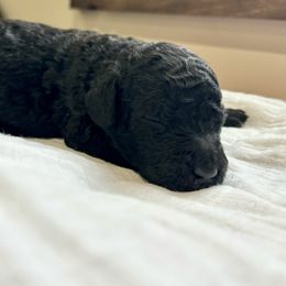 Poodle Puppies from Northern Skye Poodles