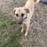 Cash - Yellow male Black Mouth Cur puppy in Warsaw, Missouri from Heritage Cow Dogs