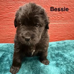 Bessie - Black female Newfoundland puppy in Goodhue, Minnesota from Claypits Newfoundlands