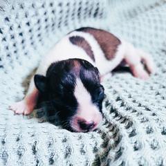 Girl 2 - female Kromfohrlander puppy in Pickerington, Ohio from Learykl Kromfohrlanders