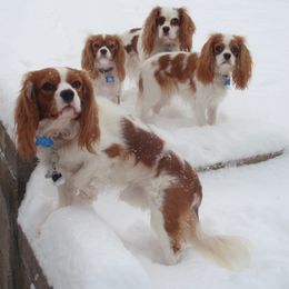 Cavalier King Charles Spaniel Puppies from Herrmann’s Royal Court of Cavalier King Charles Spaniel