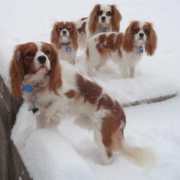 Cavalier King Charles Spaniel Puppies from Herrmann’s Royal Court of Cavalier King Charles Spaniel