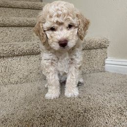 Lagotto Romagnolo Puppies from Riverside Lagottos