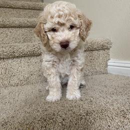 Lagotto Romagnolo Puppies from Riverside Lagottos