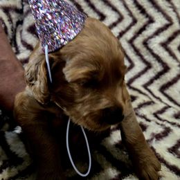 Sophia Belle - Cream female Goldendoodle puppy in Newark, New Jersey from Westmorelandislandpups
