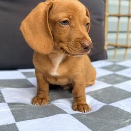 Dachshund Puppies from Alex Cartagena
