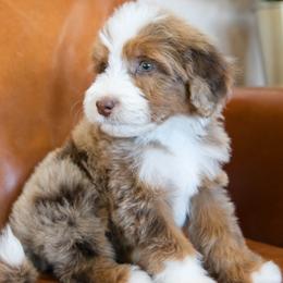 Bloom - female Australian Mountain Doodle puppy in Lafayette, Missouri from Brick House Farm Doodles