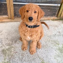 Onyx - Black collar - Red  male Goldendoodle puppy in Puyallup, Washington from Dawnie’s Doodles