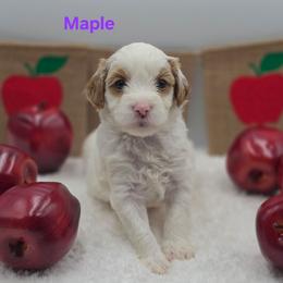 Maple - Parti female Goldendoodle puppy in Summerville, South Carolina from Channys Doodles