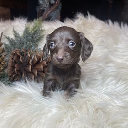 Rusty - Chocolate male Dachshund puppy in Washburn, Tennessee from Clinch Mountain Dachshunds