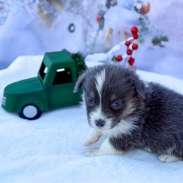 Bobby Blue - Blue male Pembroke Welsh Corgi puppy in Nashville, Arkansas from Whisenhunt Farms