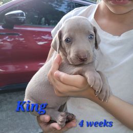 King - Gray male Weimaraner puppy in Kingwood, Texas from Desert Rose Weimaraners