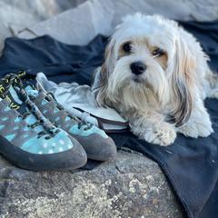 Cavalier King Charles Spaniel, Cavaton, and Coton de Tulear All Grown Up from Lakeshore Cavatons