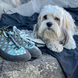 Cavalier King Charles Spaniel, Cavaton, and Coton de Tulear All Grown Up from Lakeshore Cavatons