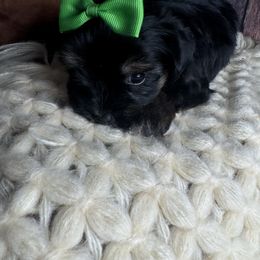 Riley - Black and tan female Yorkshire Terrier puppy in Tulsa, Oklahoma from Conns Cuddly Canines