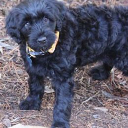 Portuguese Water Dogs from Chien D’Eau Portuguese Water Dogs