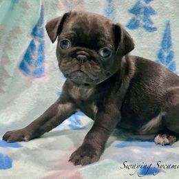 Pug and Shih Tzu Puppies from Swaying Sycamore Farm