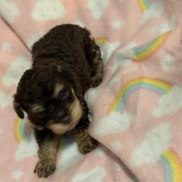 Deidra - Phantom female Poodle puppy in Pounding  Mill, Virginia from Rosa's Chihuahuas