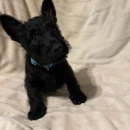 Blue - Black male Scottish Terrier puppy in Berry, Alabama from North River k9