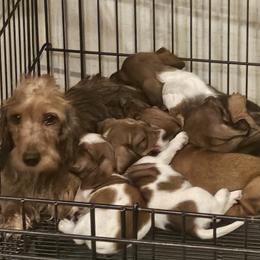 Dachshund puppies from Arizona Desert Gold Dachshunds