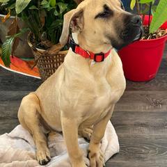 Male Black Collar - Fawn male Perro de Presa Canario puppy in Madison, Ohio from Joshua's Perro de Presa Canario