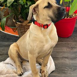 Male Black Collar - Fawn male Perro de Presa Canario puppy in Madison, Ohio from Joshua's Perro de Presa Canario