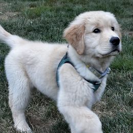 Golden Retriever Puppies from Davis Pond Goldens