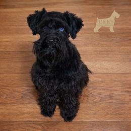 Jolee - Miniature Schnauzer