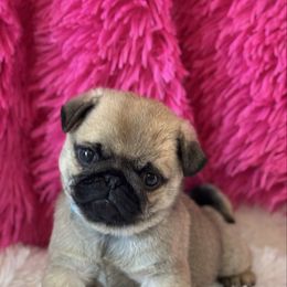 Boy 1 - Fawn male Pug puppy in Durant, Oklahoma from Cagle's Crowning Pug's