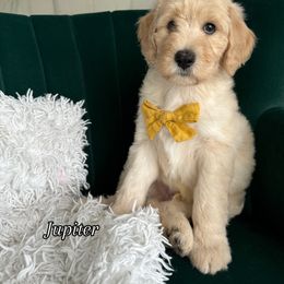 Assorted Doodle Crosses and Bernedoodle Puppies from Maria's Pups