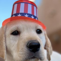 Yellow Girl - Labrador Retriever puppy from Lucky Labrador Retrievers
