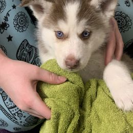 Siberian Husky Puppies from Myths and Legends Siberian Huskies