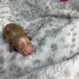 Paige - Cream female Dachshund puppy in Lake City, Florida from My Ditzy Doxies of Florida