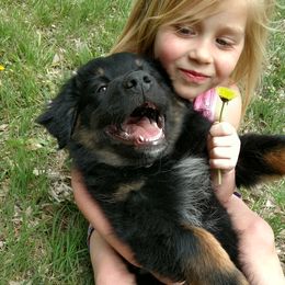 Australian Shepherd Puppies from Southern Boy Blues Aussies