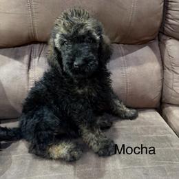 Mocha - Black male Poodle puppy in Flora, Illinois from Hanging Rock Poodles